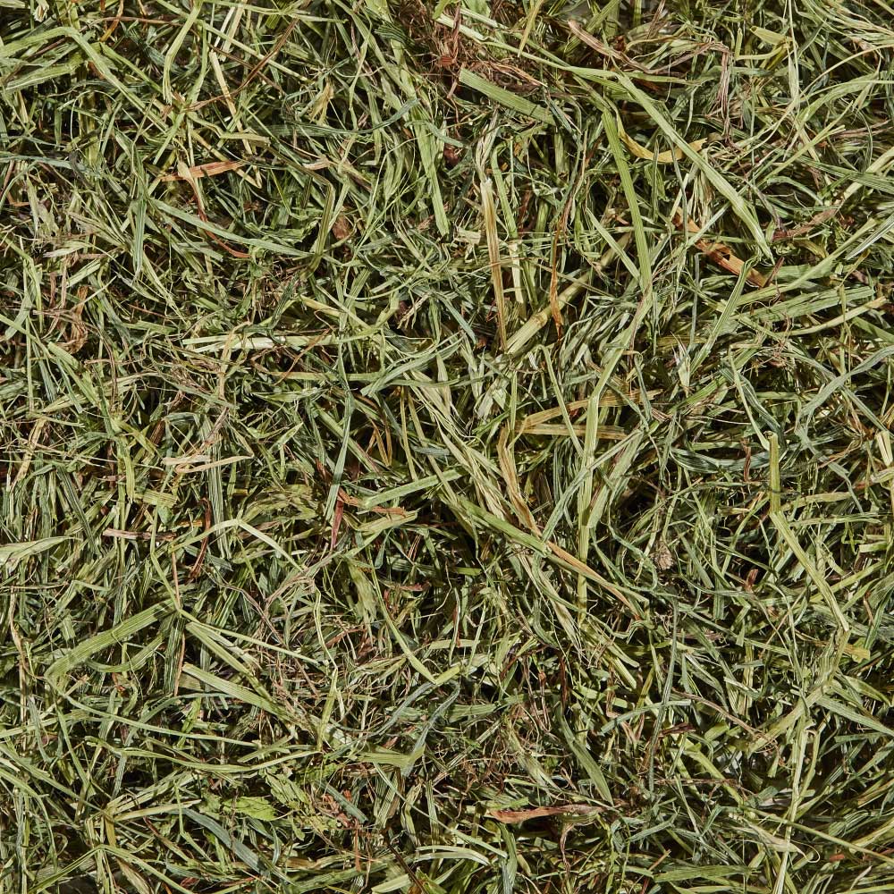 Kaytee Orchard Grass