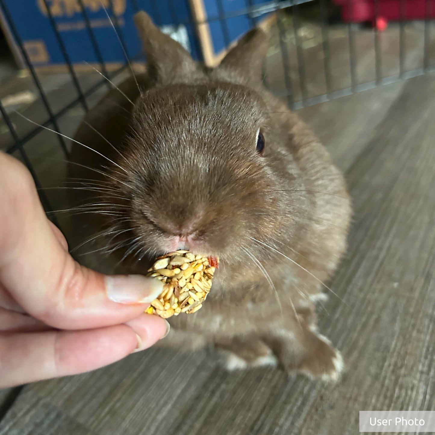 Kaytee Granola Bites with Superfoods Cranberry, Apple and Flax