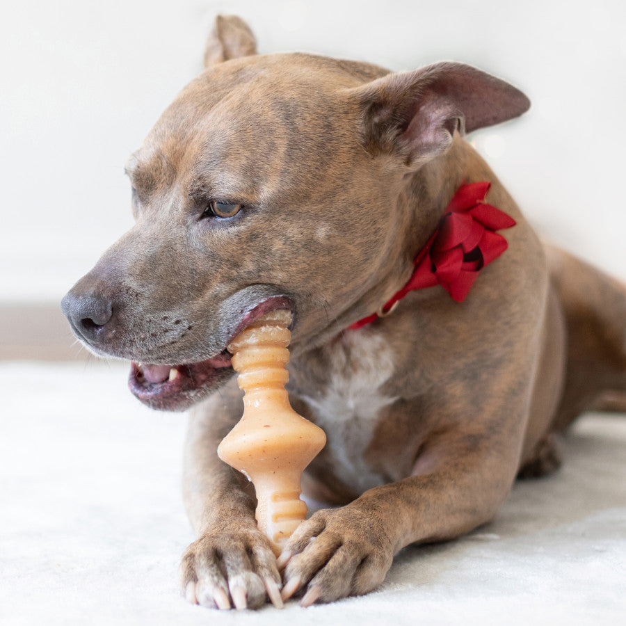Benebone Zaggler Durable Dog Chew Toy Bacon, 1ea/MD