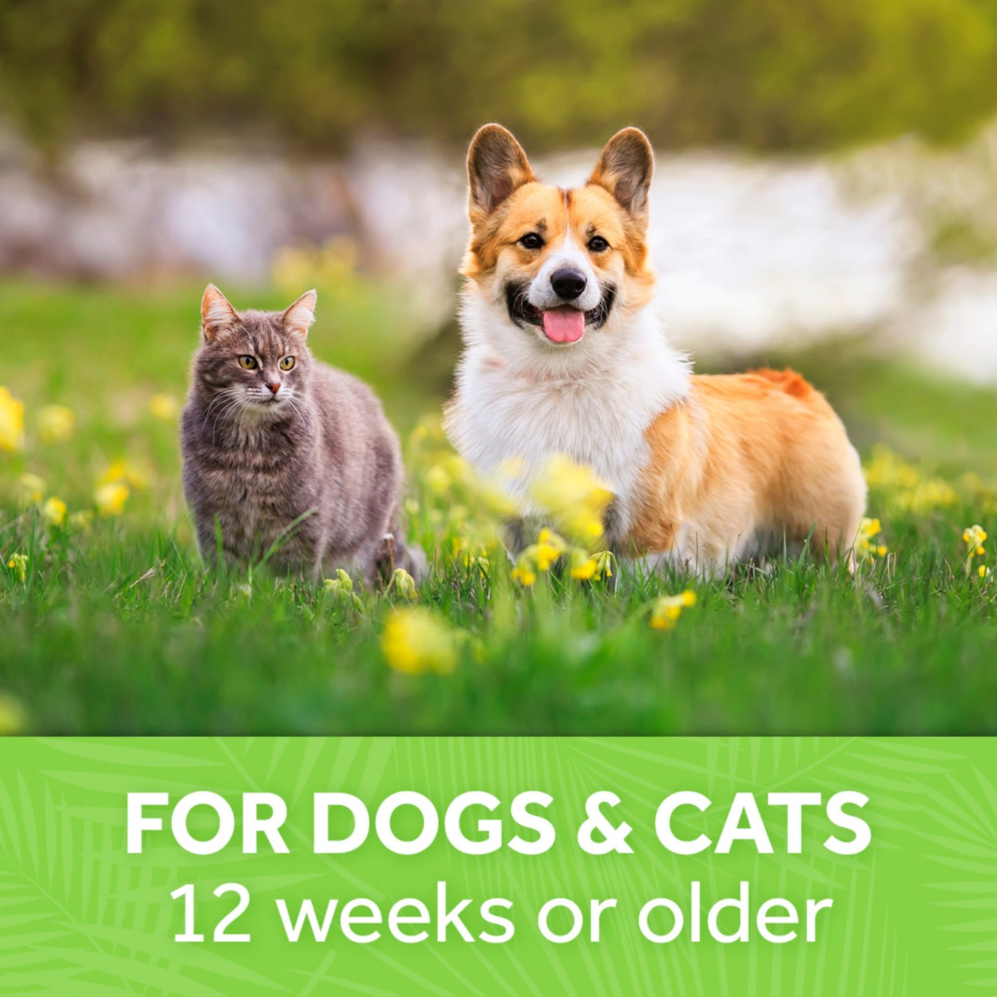 Tropiclean Kiwi Blossom Deodorizing Pet Spray