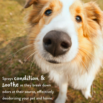 Tropiclean Pure Plum Deodorizing Pet Spray