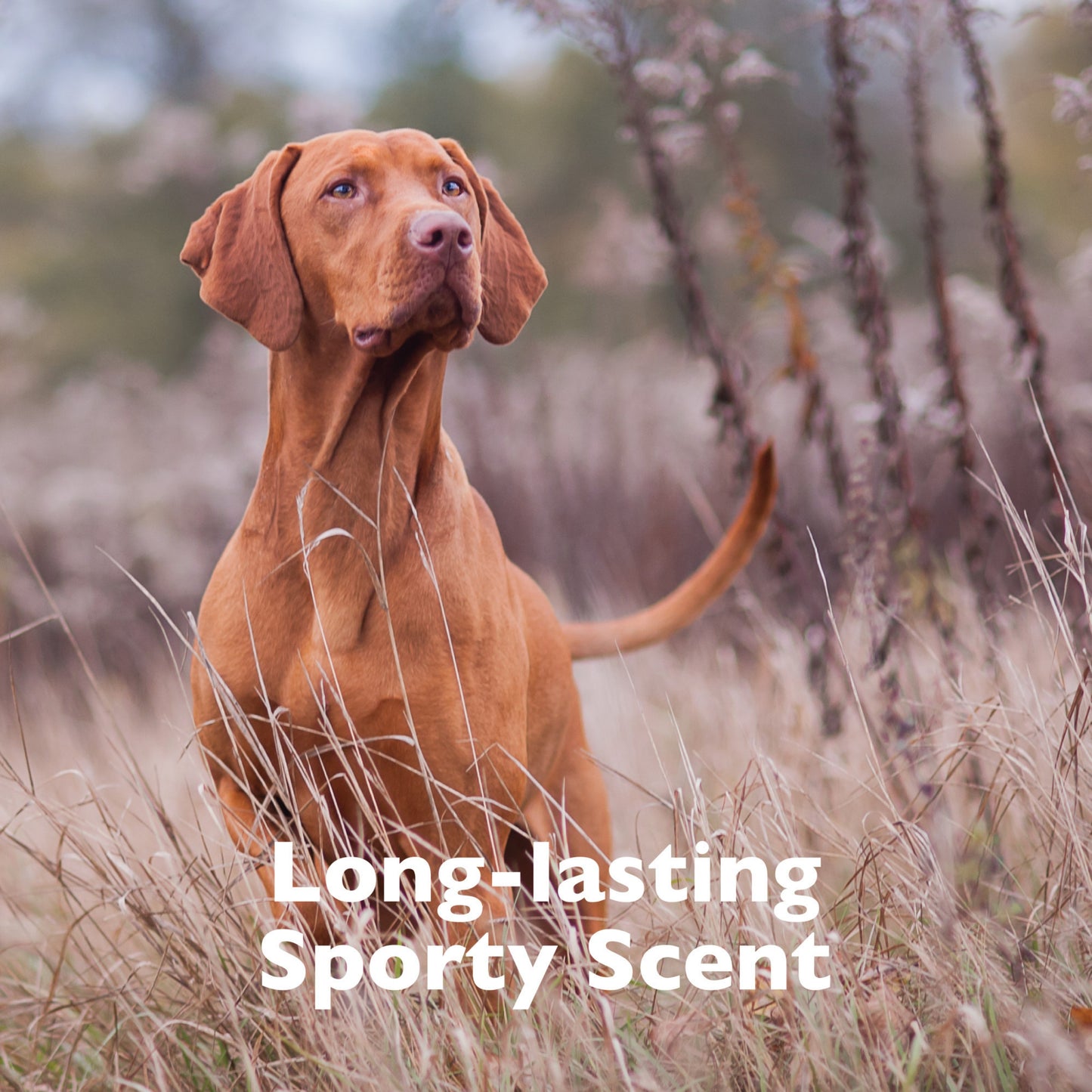 Tropiclean Spa For Him Shampoo for Pets