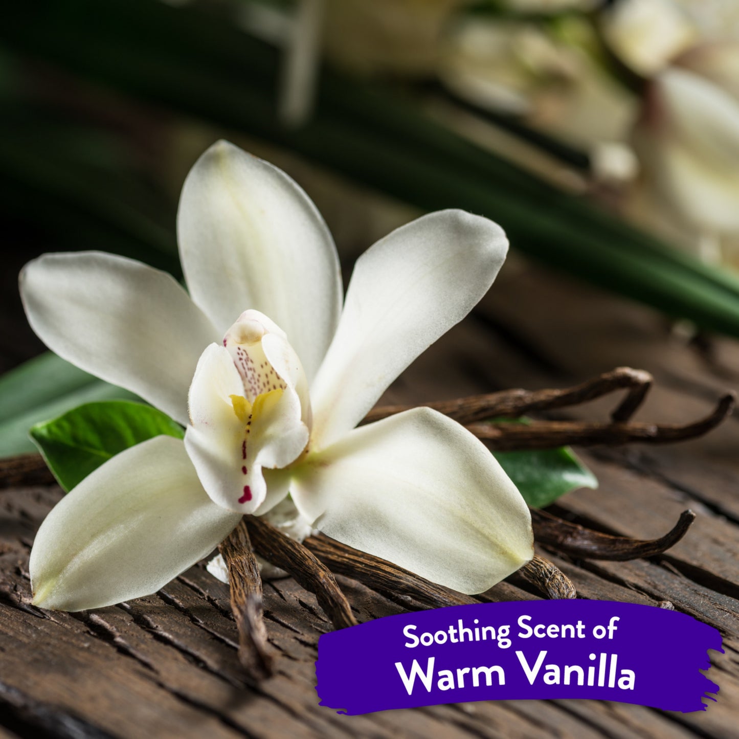 Tropiclean Warm Vanilla Waterless Facial Cleanser for Pets